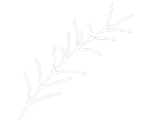 Kräuter